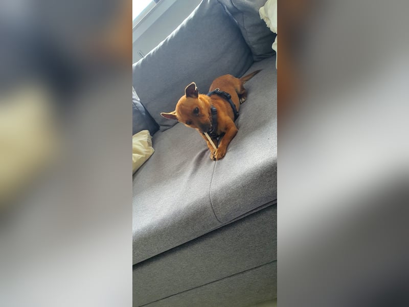 Mogli, kleiner Pinscher Mix Rüde