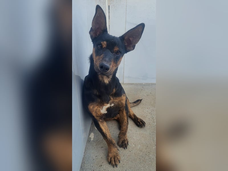 ROBIN ❤️ kleiner Herzensbrecher, Kevelaer