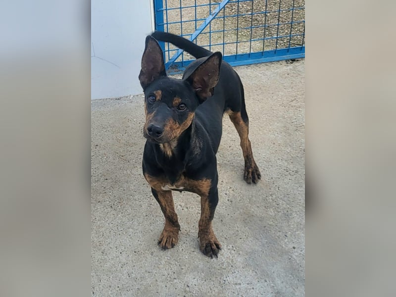 ROBIN ❤️ kleiner Herzensbrecher, Kevelaer