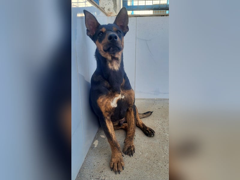 ROBIN ❤️ kleiner Herzensbrecher, Kevelaer