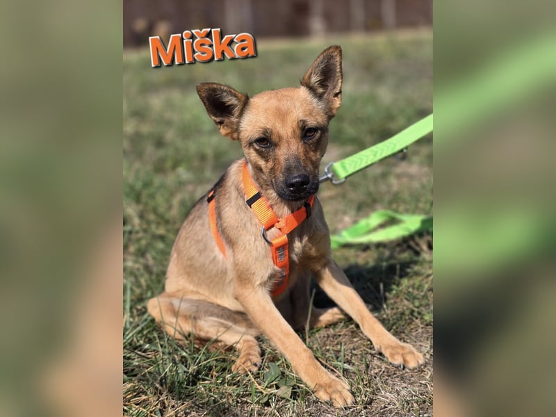 ❤️ Miška