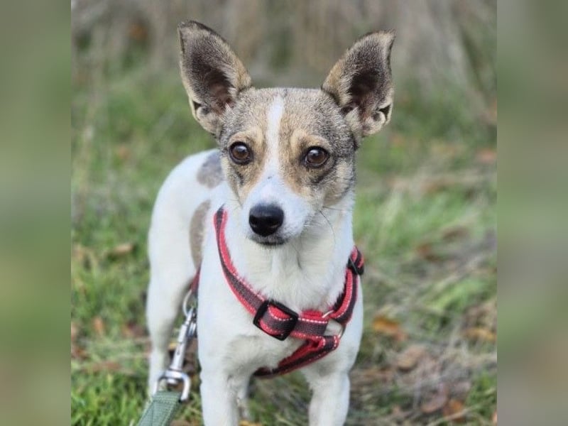 Zarte Lori sucht ihre Menschen