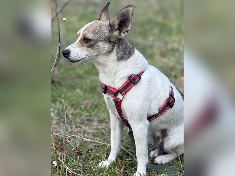 Zarte Lori sucht ihre Menschen