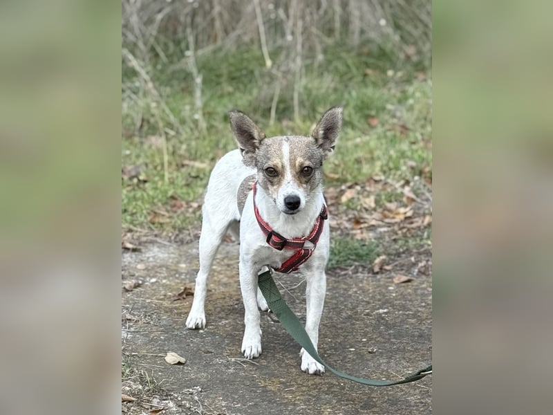 Zarte Lori sucht ihre Menschen