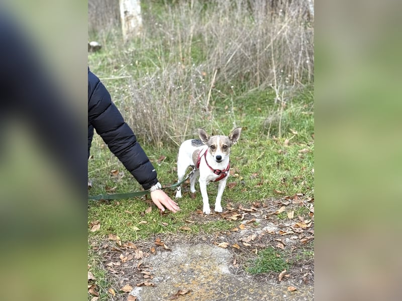Zarte Lori sucht ihre Menschen