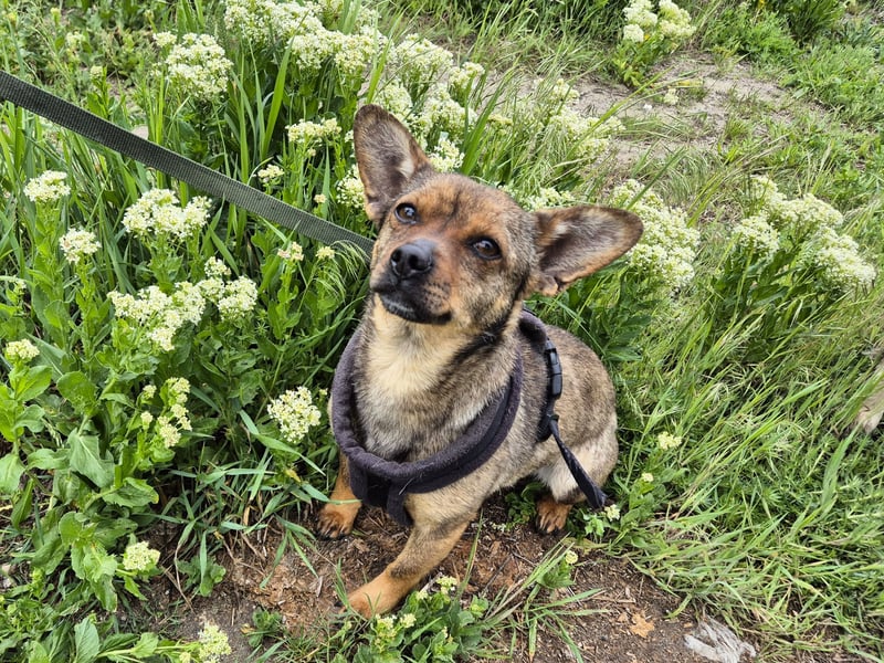 Gina sucht ein verständnisvolles Zuhause