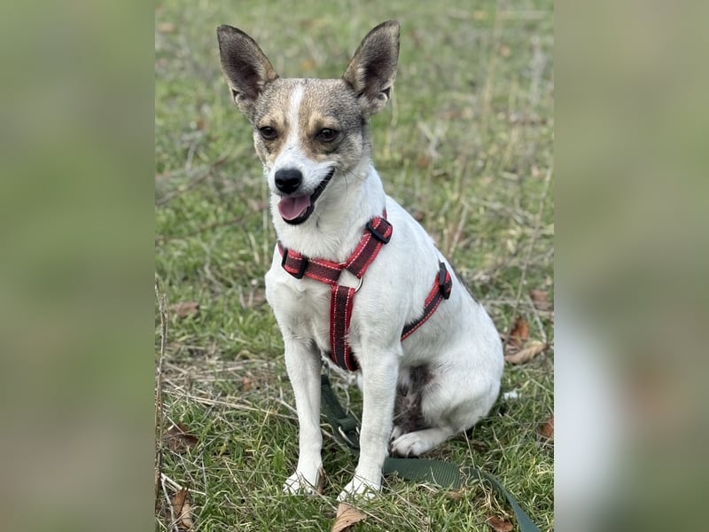 Zarte Lori sucht ihre Menschen