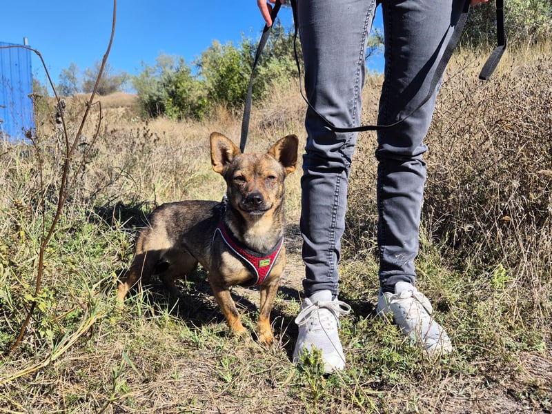 Gina sucht ein verständnisvolles Zuhause