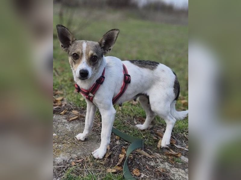 Zarte Lori sucht ihre Menschen