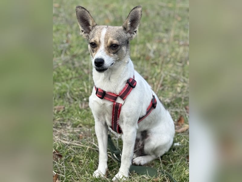 Zarte Lori sucht ihre Menschen