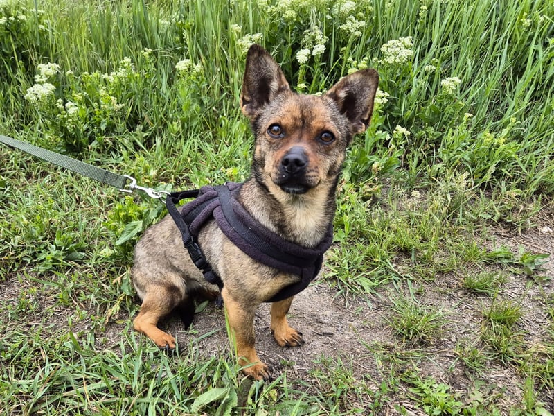 Gina sucht ein verständnisvolles Zuhause