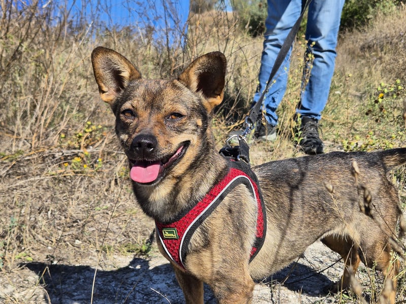 Gina sucht ein verständnisvolles Zuhause