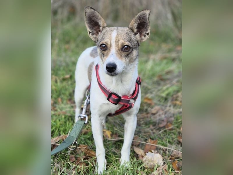 Zarte Lori sucht ihre Menschen