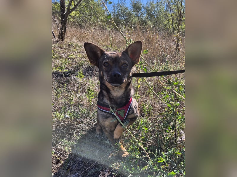 Gina sucht ein verständnisvolles Zuhause