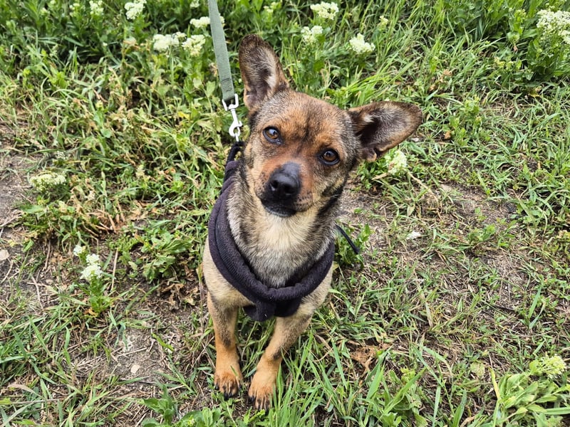 Gina sucht ein verständnisvolles Zuhause