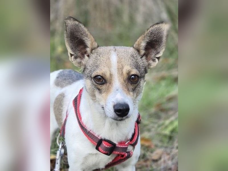 Zarte Lori sucht ihre Menschen