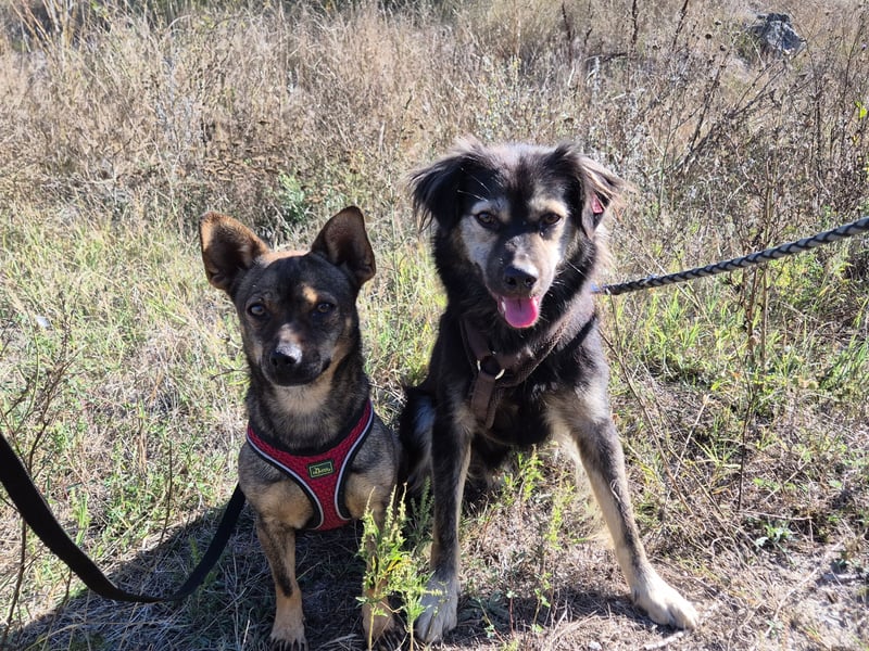 Gina sucht ein verständnisvolles Zuhause