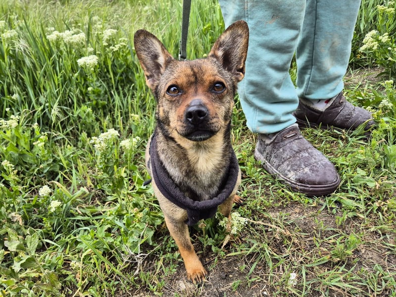 Gina sucht ein verständnisvolles Zuhause