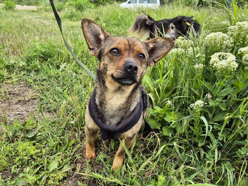 Gina sucht ein verständnisvolles Zuhause