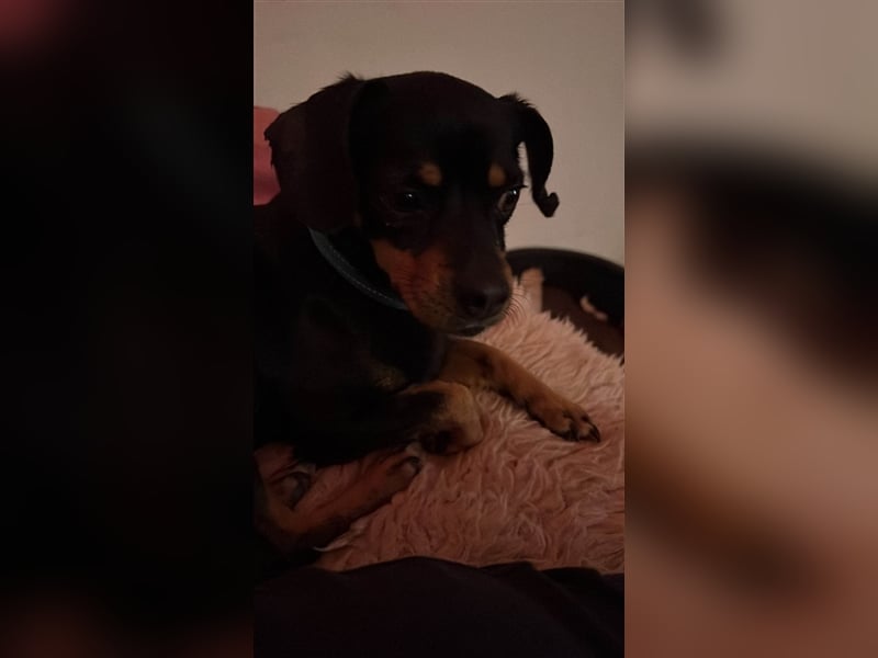 67749 Offenbach-Hundheim, aufgeweckte Pinscher-Mischlingshündin Kaja