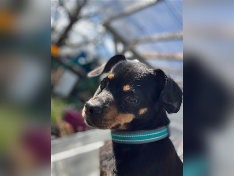 67749 Offenbach-Hundheim, aufgeweckte Pinscher-Mischlingshündin Kaja