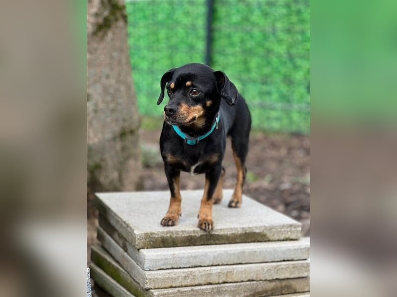 67749 Offenbach-Hundheim, aufgeweckte Pinscher-Mischlingshündin Kaja