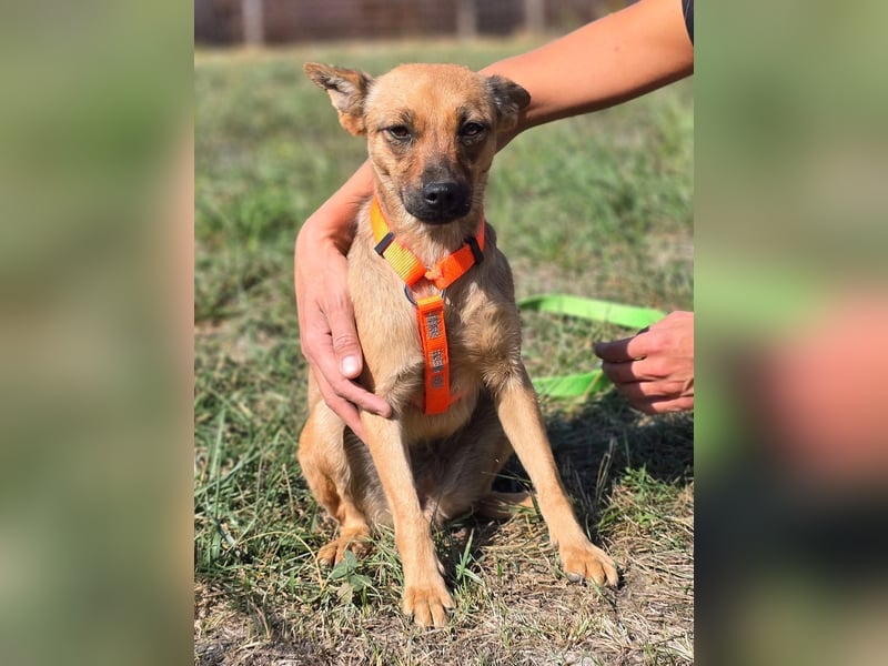 Miska - kleines Pinscher Mischlingsmädchen sucht ein Zuhause Miska - kleines Pinscher Mischlingsmädchen sucht ein Zuhause