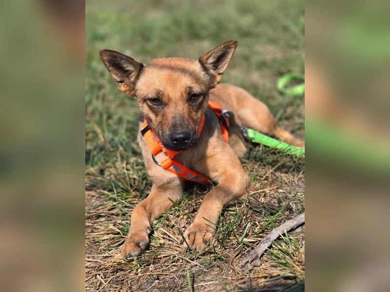 Miska - kleines Pinscher Mischlingsmädchen sucht ein Zuhause Miska - kleines Pinscher Mischlingsmädchen sucht ein Zuhause