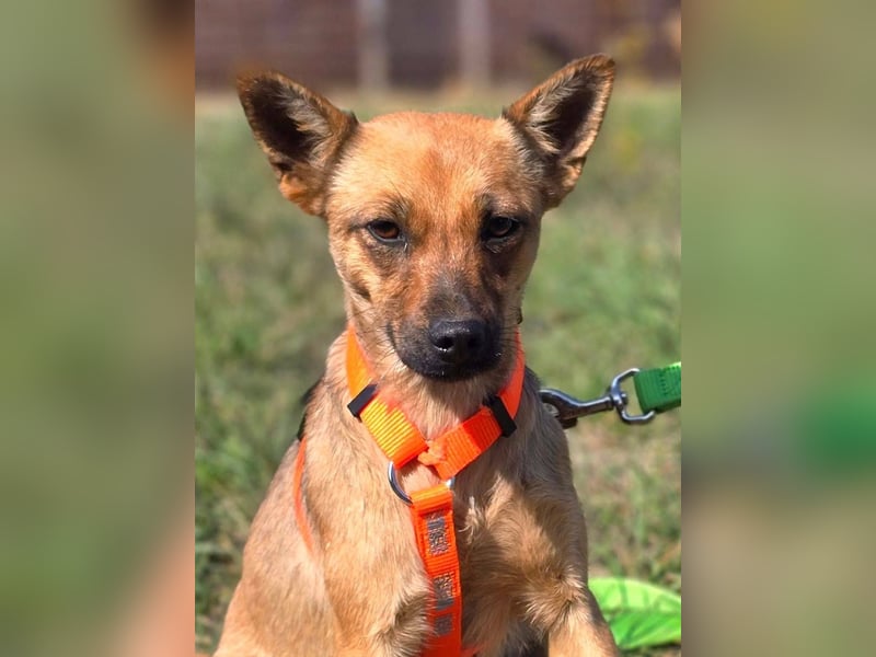 Miska - kleines Pinscher Mischlingsmädchen sucht ein Zuhause Miska - kleines Pinscher Mischlingsmädchen sucht ein Zuhause