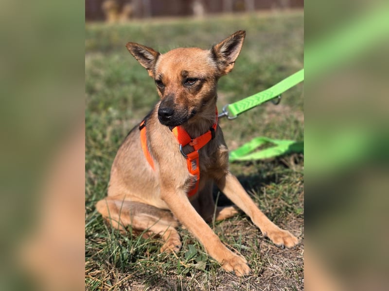Miska - kleines Pinscher Mischlingsmädchen sucht ein Zuhause Miska - kleines Pinscher Mischlingsmädchen sucht ein Zuhause