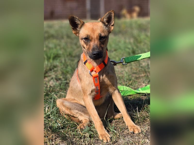 Miska - kleines Pinscher Mischlingsmädchen sucht ein Zuhause Miska - kleines Pinscher Mischlingsmädchen sucht ein Zuhause