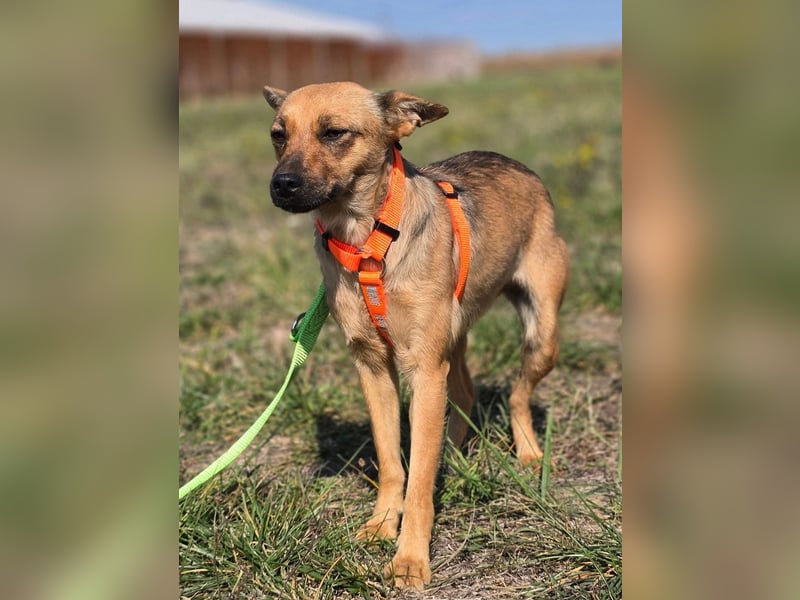 Miska - kleines Pinscher Mischlingsmädchen sucht ein Zuhause Miska - kleines Pinscher Mischlingsmädchen sucht ein Zuhause