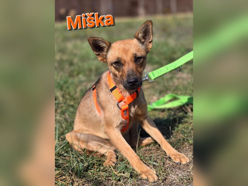 Miska - kleines Pinscher Mischlingsmädchen sucht ein Zuhause Miska - kleines Pinscher Mischlingsmädchen sucht ein Zuhause
