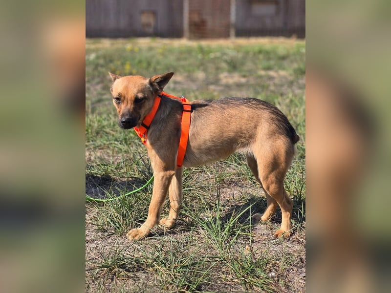 Miska - kleines Pinscher Mischlingsmädchen sucht ein Zuhause Miska - kleines Pinscher Mischlingsmädchen sucht ein Zuhause