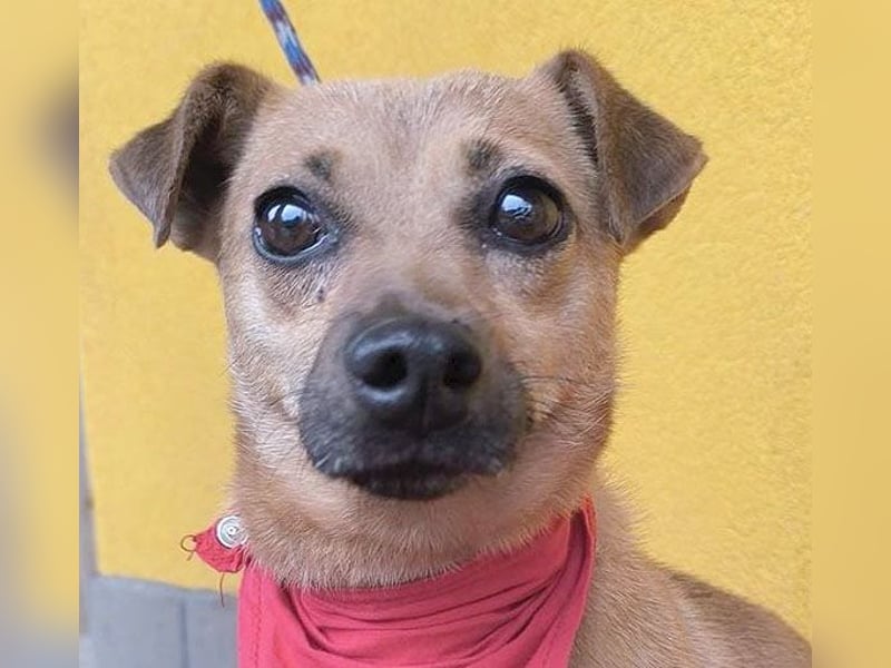 SMILEY sucht unternehmungslustige Familie - 5 Jahre, 32cm/5kg - Pinscher-Mix