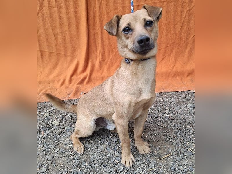 ❤️❤️❤️ SMILEY sucht unternehmungslustige Familie - 5 Jahre, 32cm/5kg - Pinscher-Mix