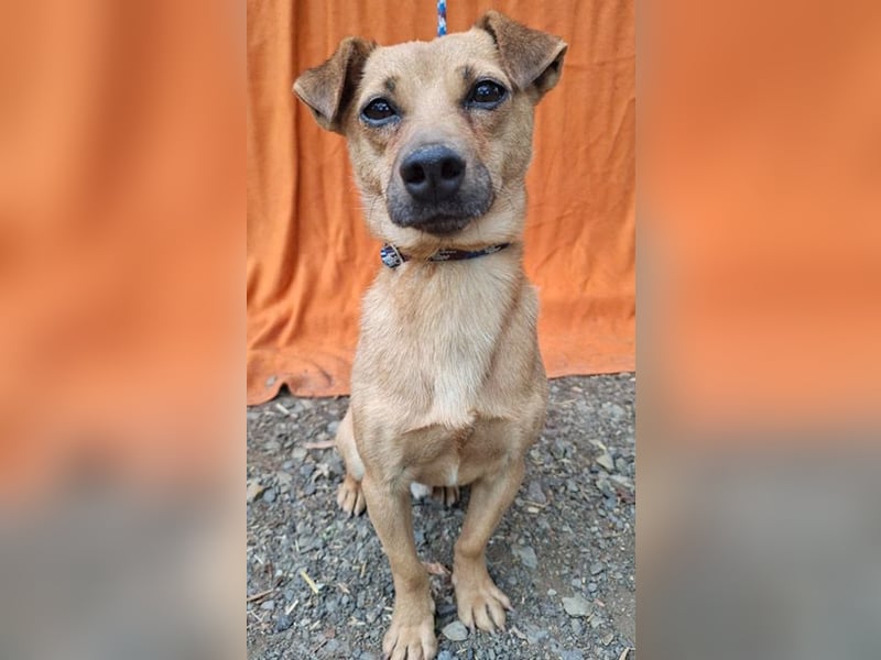 ❤️❤️❤️ SMILEY sucht unternehmungslustige Familie - 5 Jahre, 32cm/5kg - Pinscher-Mix