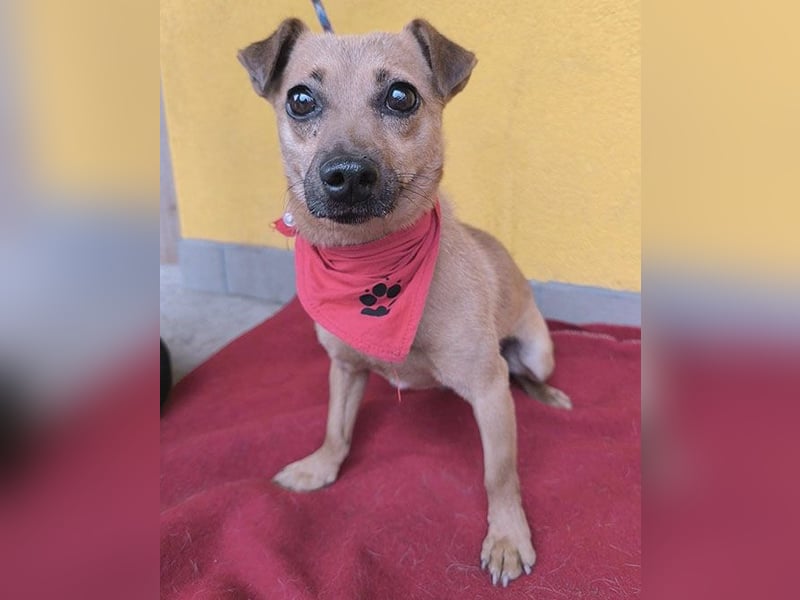❤️❤️❤️ SMILEY sucht unternehmungslustige Familie - 5 Jahre, 32cm/5kg - Pinscher-Mix