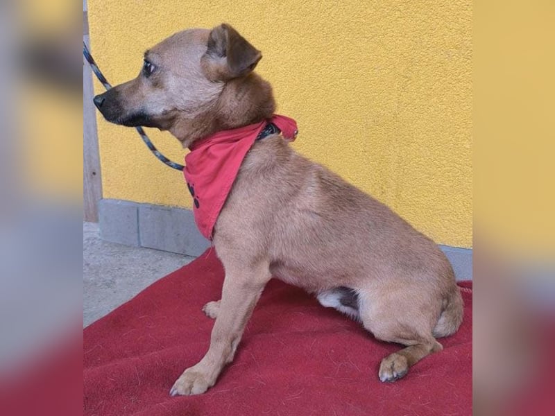 SMILEY sucht unternehmungslustige Familie - 5 Jahre, 32cm/5kg - Pinscher-Mix