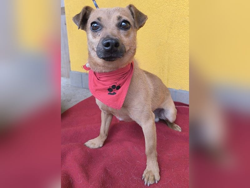 SMILEY sucht unternehmungslustige Familie - 5 Jahre, 32cm/5kg - Pinscher-Mix