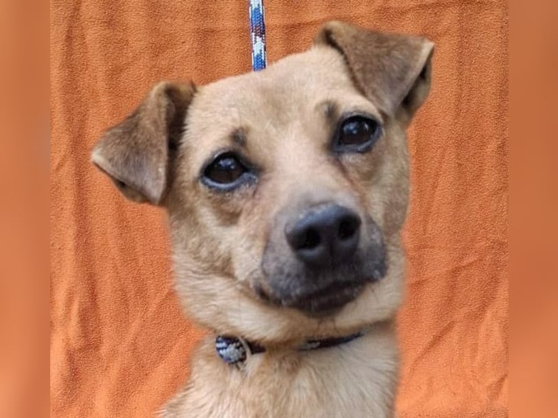 ❤️❤️❤️ SMILEY sucht unternehmungslustige Familie - 5 Jahre, 32cm/5kg - Pinscher-Mix