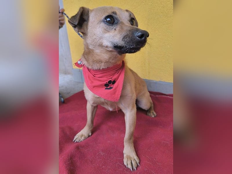 SMILEY sucht unternehmungslustige Familie - 5 Jahre, 32cm/5kg - Pinscher-Mix