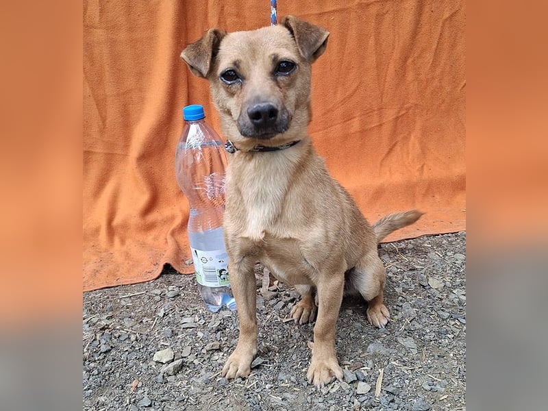 ❤️❤️❤️ SMILEY sucht unternehmungslustige Familie - 5 Jahre, 32cm/5kg - Pinscher-Mix