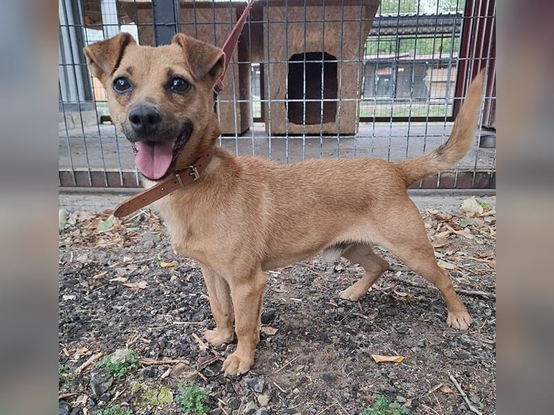 ❤️❤️❤️ SMILEY sucht unternehmungslustige Familie - 5 Jahre, 32cm/5kg - Pinscher-Mix