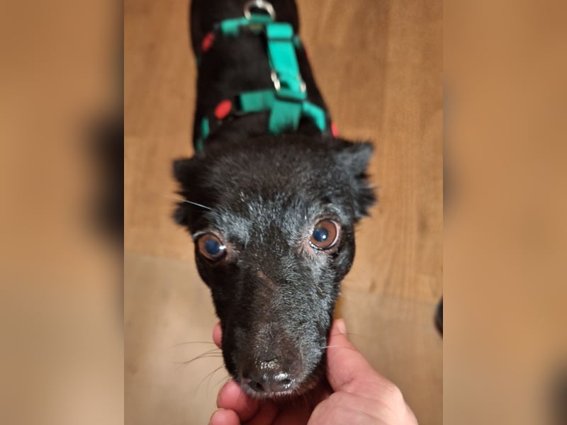 zarte kleine Pinscher Mischlings-Hündin Madita sucht ein Zuhause