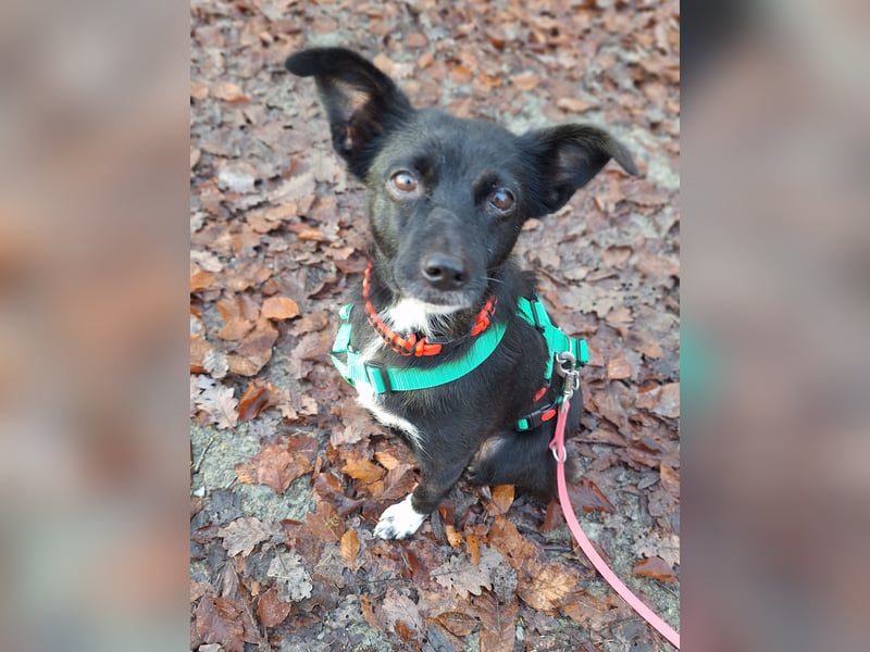 zarte kleine Pinscher Mischlings-Hündin Madita sucht ein Zuhause