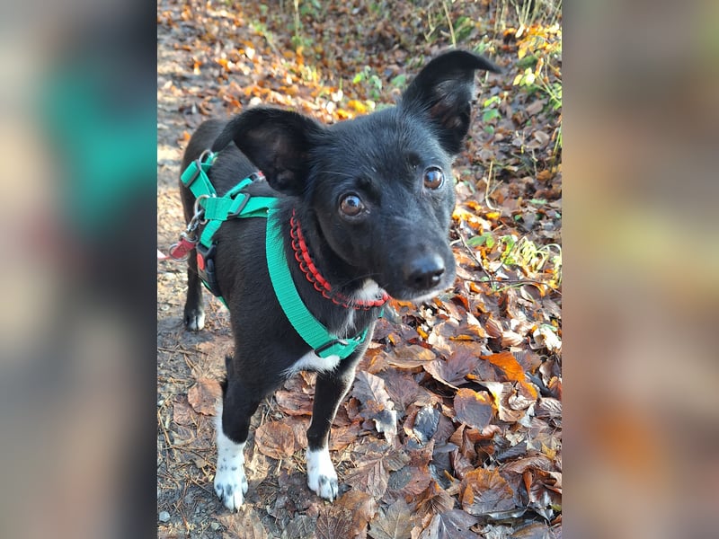 zarte kleine Pinscher Mischlings-Hündin Madita sucht ein Zuhause