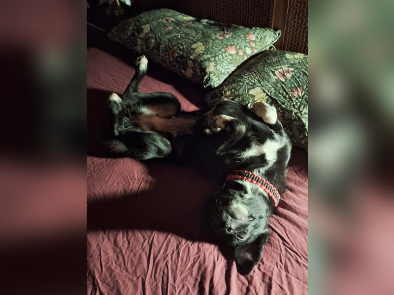 zarte kleine Pinscher Mischlings-Hündin Madita sucht ein Zuhause