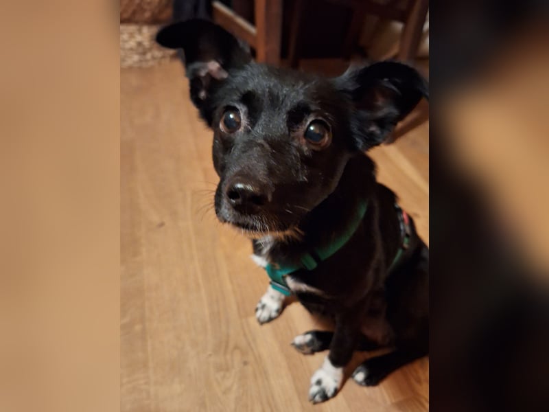 zarte kleine Pinscher Mischlings-Hündin Madita sucht ein Zuhause