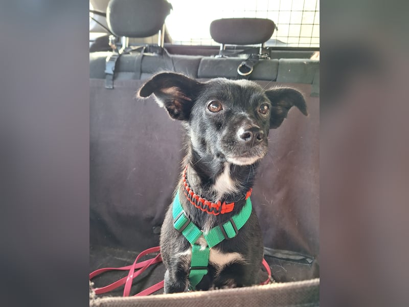 zarte kleine Pinscher Mischlings-Hündin Madita sucht ein Zuhause